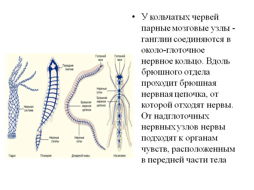 Darknet ссылки